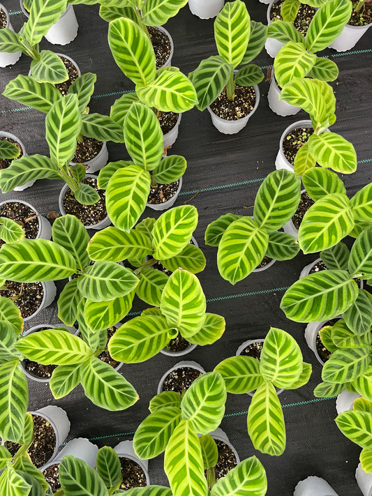 CALATHEA ZEBRINA