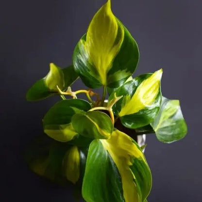 PHILODENDRON CORDATUM BRASIL
