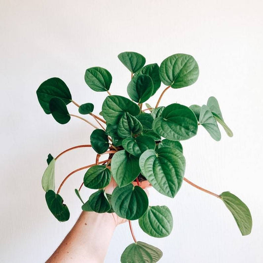 PEPEROMIA ALBOVITTATA