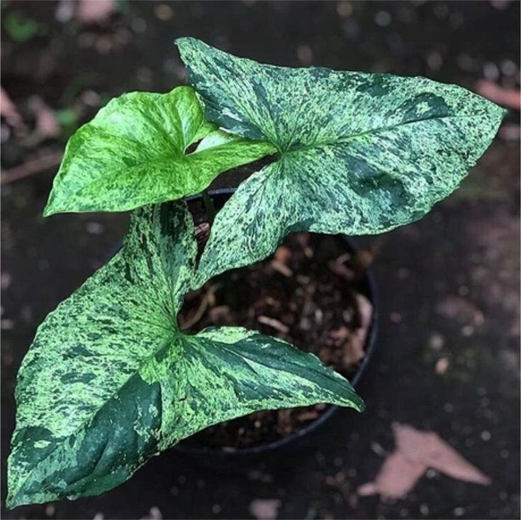 SYNGONIUM MOJITO