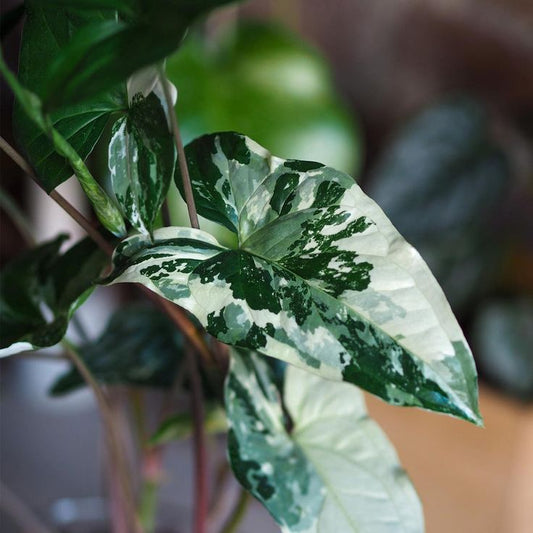 SYNGONIUM ALBO