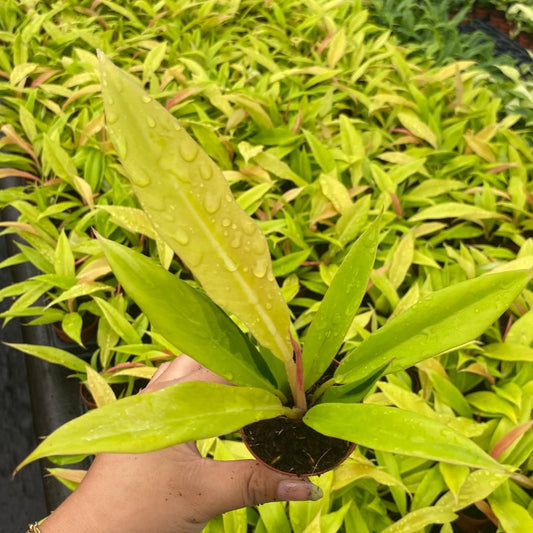 PHILODENDRON RING OF FIRE GOLDEN