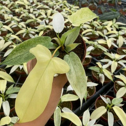 PHILODENDRON PEDATUM FLORIDA GHOST