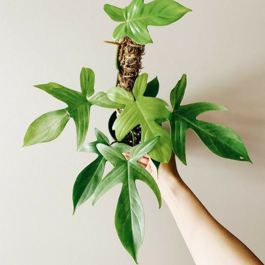 PHILODENDRON FLORIDA