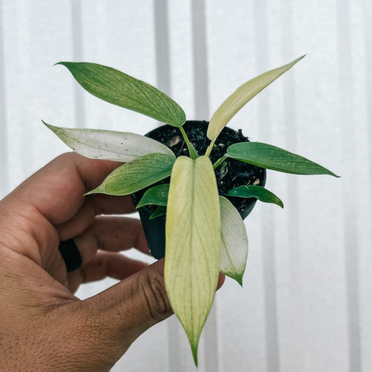 PHILODENDRON PEDATUM FLORIDA GHOST