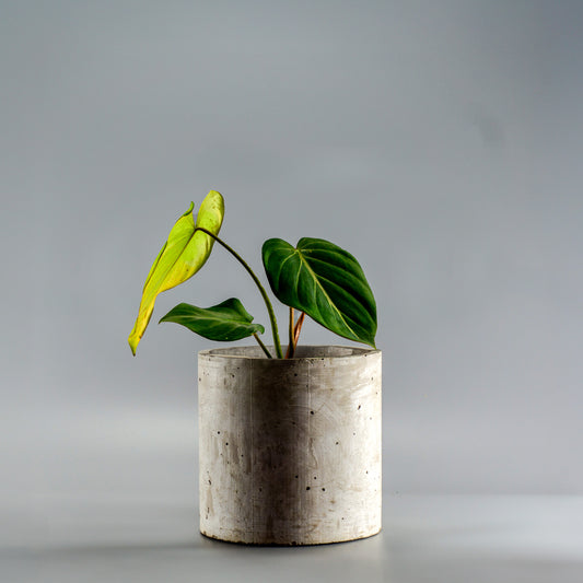 PHILODENDRON GLORIOSUM DARK FORM