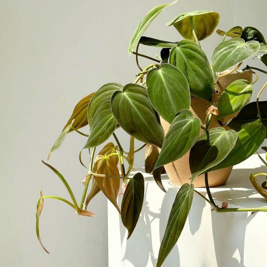 PHILODENDRON SELLOUM MICANS