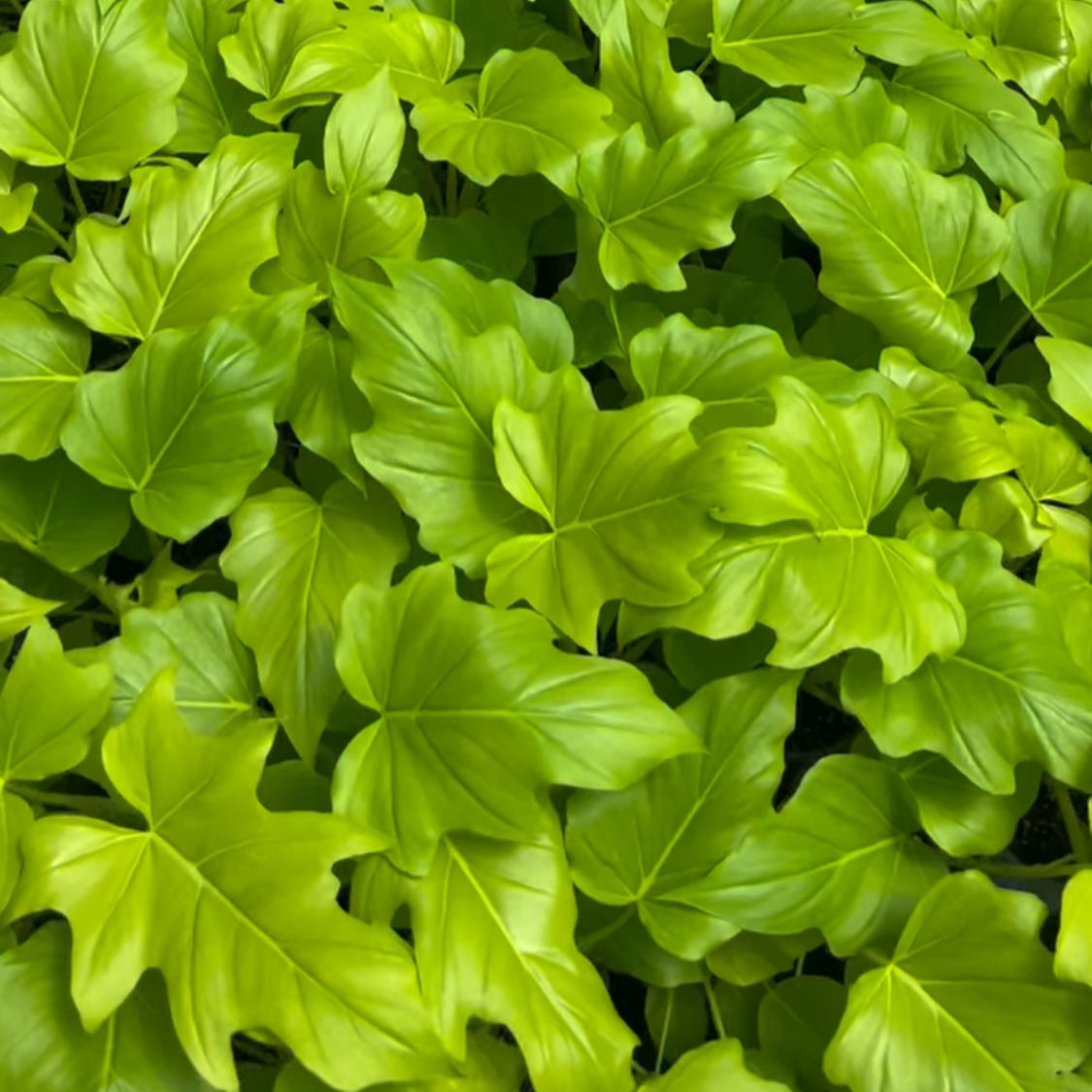 PHILODENDRON WARSCEWICZII FLAVUM M