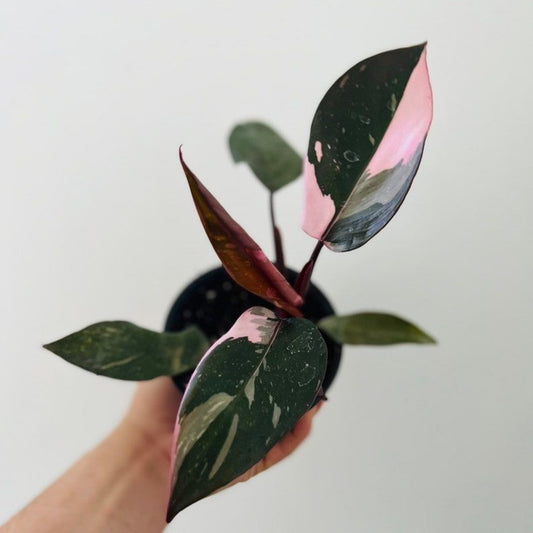 PHILODENDRON PINK PRINCESS GALAXY