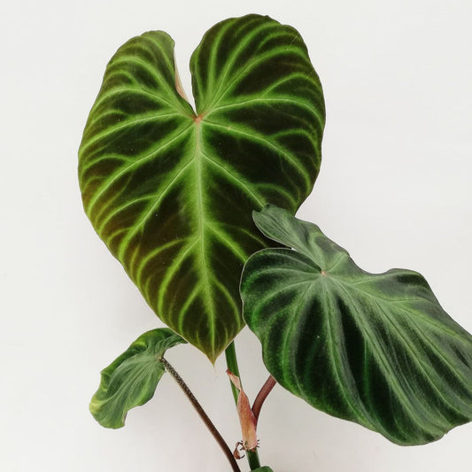 PHILODENDRON VERRUCOSUM